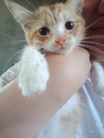 Котенок