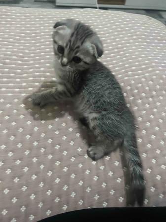 Вислоухий котенок