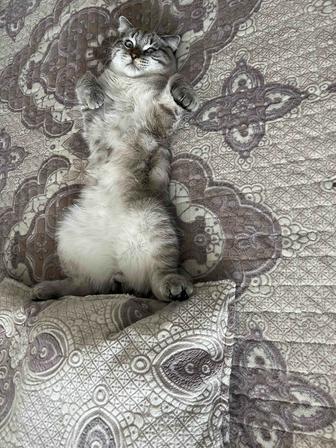 Котик