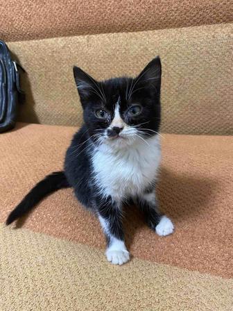 Отдам в добрые руки кошечку