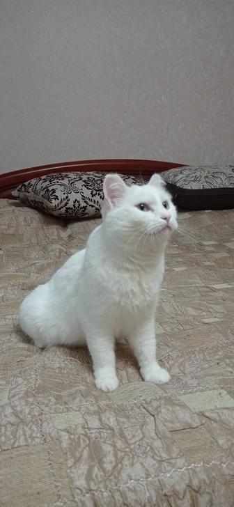Кошечка