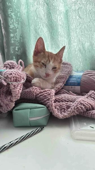 Красивый,смышленный прекрасный котенок