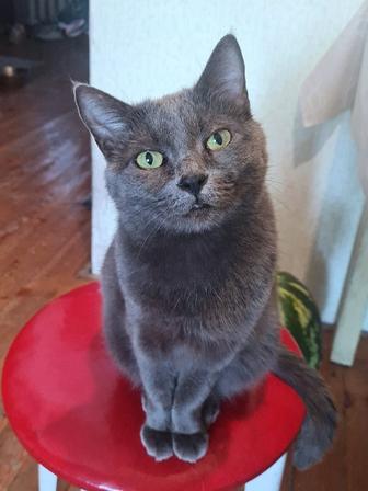 Пропала кошка