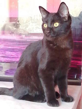 Скрытый узор с теневыми прозрачными пятнами. Мальчику 4 мес.