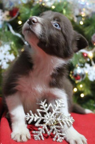 щенок бордер колли