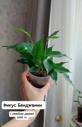 Цветы комнатные