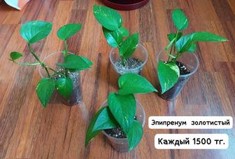 Цветы комнатные