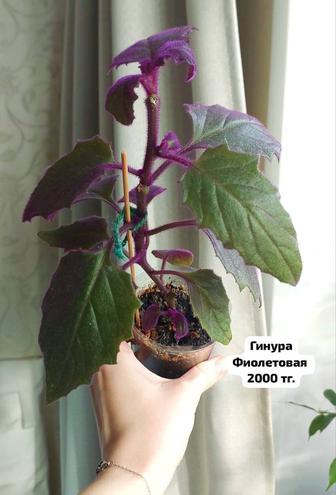 Цветы комнатные