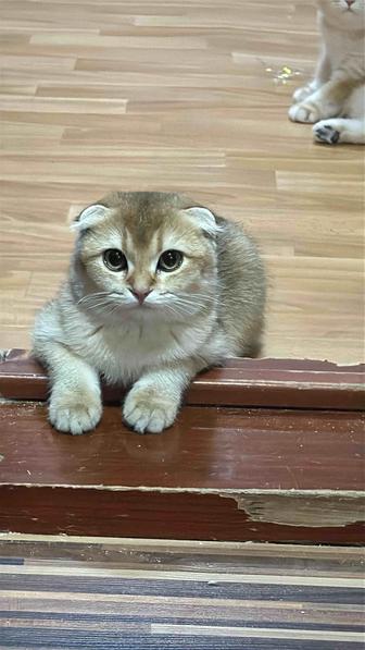 Продажа золотой шиншиллы!