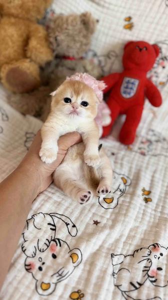Продажа золотой шиншиллы!