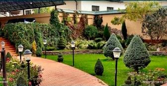 Топиарная обрезка Хвойных