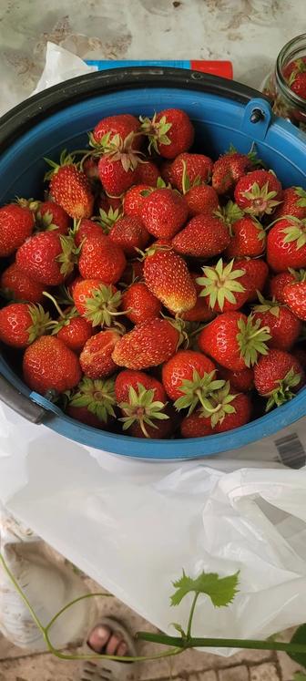 Продам клубнику