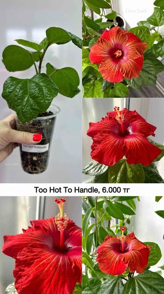 Сортовые гибискусы