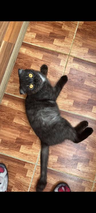 Отдам кота