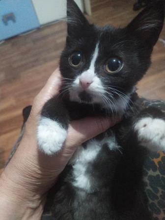 Отдам котят,бесплатно