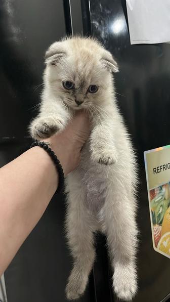 Котенок шотландский вислоухий