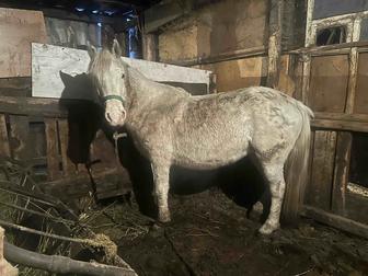 Нән семіз бие сатамын