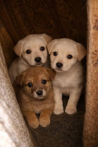 Дарю щенков в хорошие руки