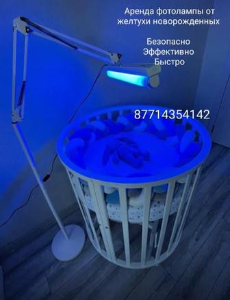 Аренда профессиональной фотолампы от желтушки