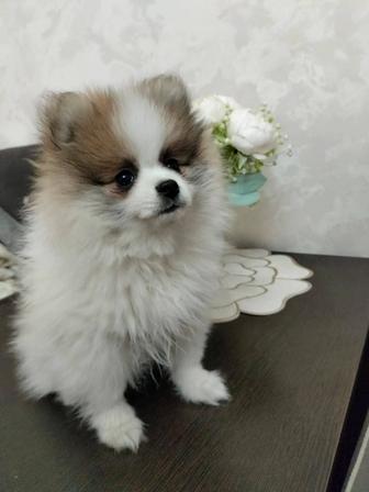 Продам щенка немецкий шпиц девочка