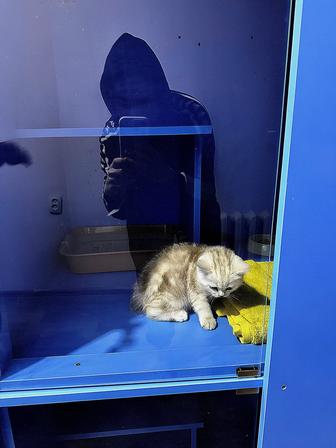 Уютная передержка кошек в Актау JnV Cat Hotel