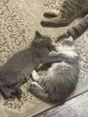 Котята