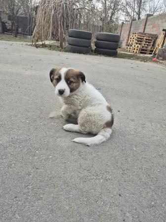 Отдам щенка