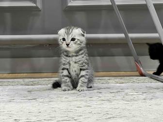 Продаются шотландские котята (Scottish Fold и Scottish Straight)