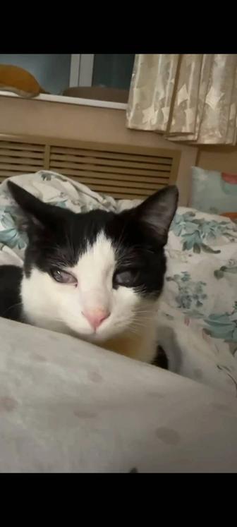 Котенок Васька