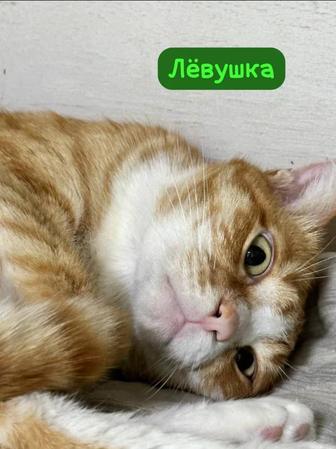 Кот
