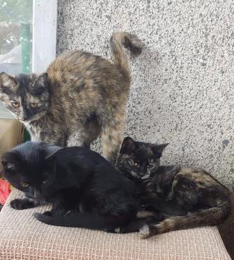 Кошечки в ответственные и добрые руки