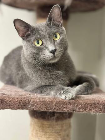 Кот красавчик Марсель!