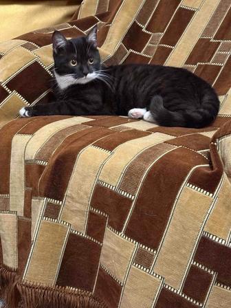 Кошка Точка в поиске дома!