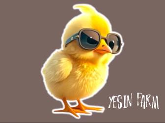 Инкубационные яйца бройлера арбор айкрес крепкий молодняк