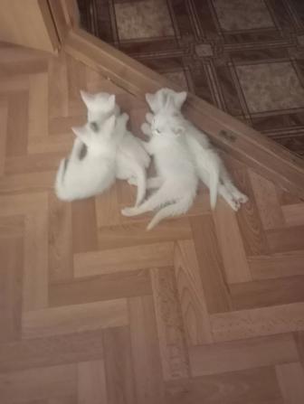 Отдам котят в хорошие руки