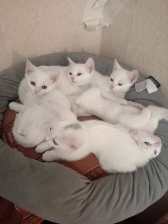 Котята ищут себе новый дом