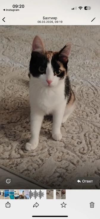 Отдам котенка в добрые ручки