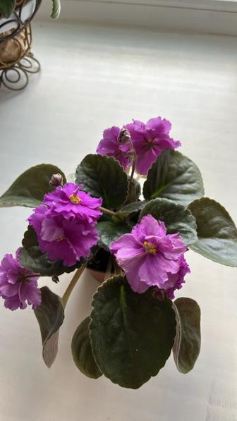 Комнатные цветы
