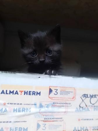 Отдам котенка