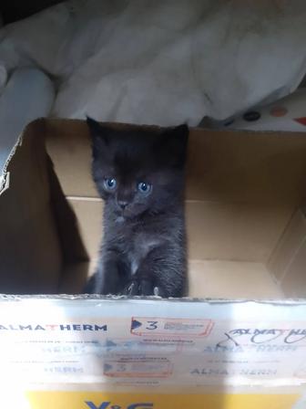 Отдам котенка