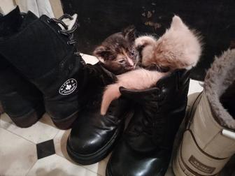 отдам даром котят