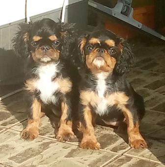 Кинг Чарльз Спаниель