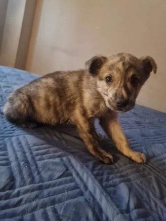 Отдам щенка дворняжку,звонка,2 мес