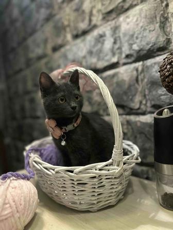 Котенок девочка