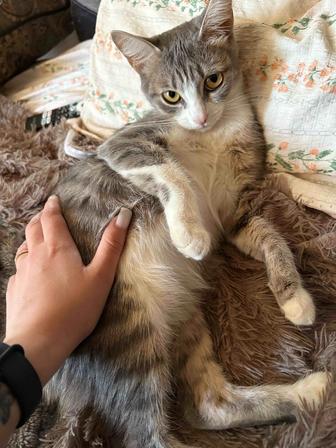 Отдам кошку в хорошие руки