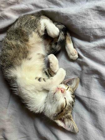 Отдам котенка в добрые руки