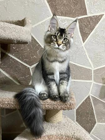 Котята Мейн Кун