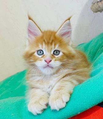 Котята Мейн Кун