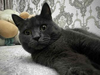 Британский прямоухий кот