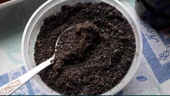 Восковая моль Огнёвка